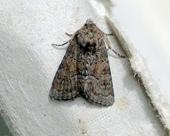 tawny marbled minor